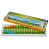 Oil Pastels (Pack of 24)